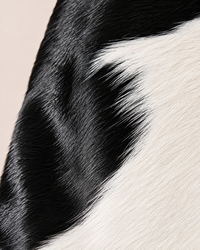 The Agila Cowhide